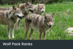 misfit wolves ranks.